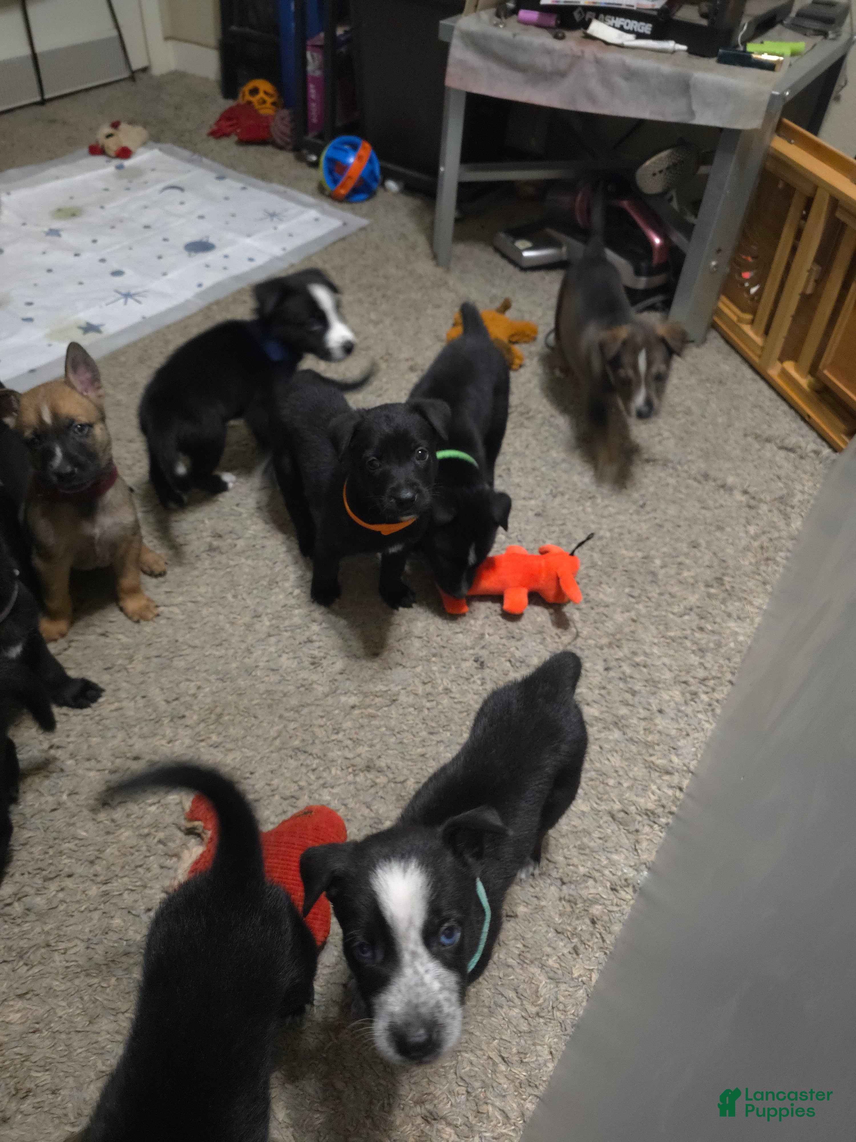 Mixed Breed dogs Nova - Ad 2