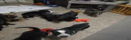 Mixed Breed dogs for sale: Nova - Ad 2