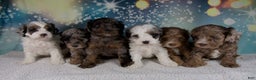 Cockapoo dogs for sale: Chloe - Ad 10