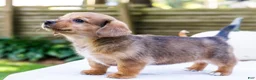 Mixed Breed dogs for sale: Sadie - Ad 1