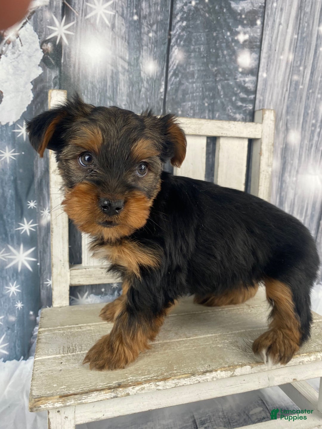Yorkshire Terrier dogs for sale: Kylie - Ad 3