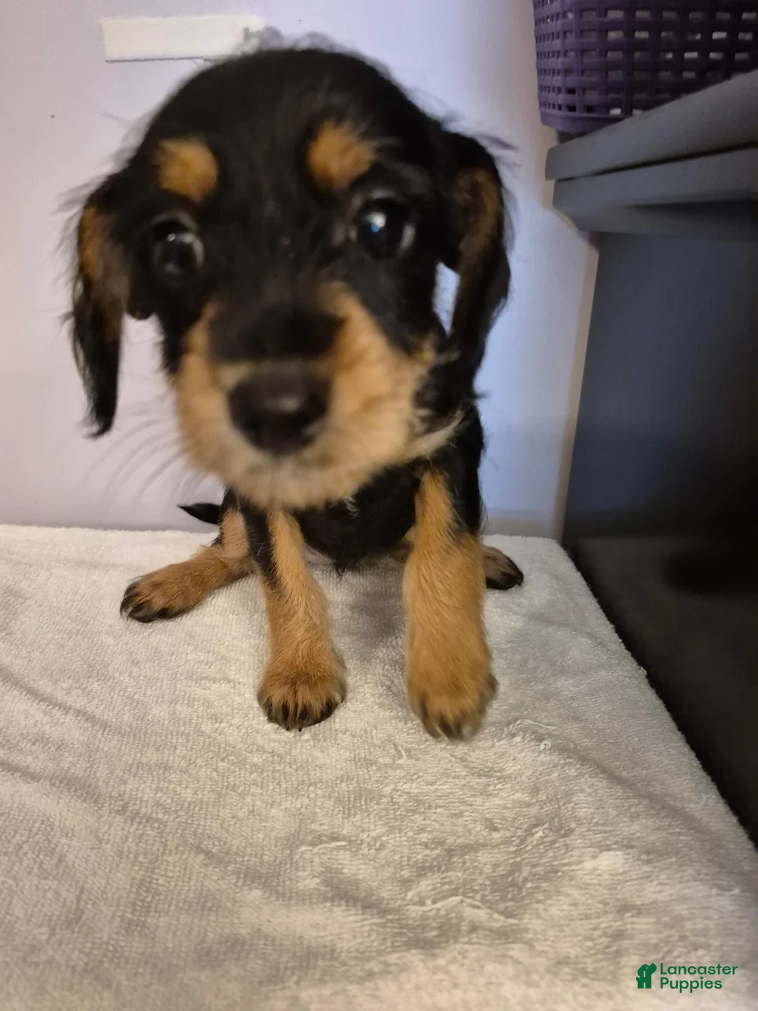 Mixed Breed dogs for sale: Mixed Breed 2 - Ad 2