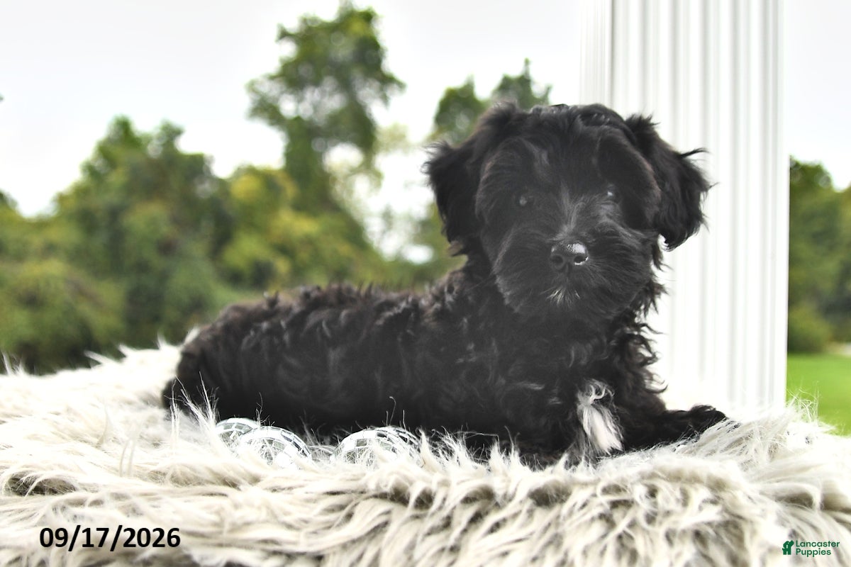 Morkie dogs for sale: Parker - Ad 4