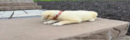 Labrador Retriever dogs for sale: Daisy - Ad 2
