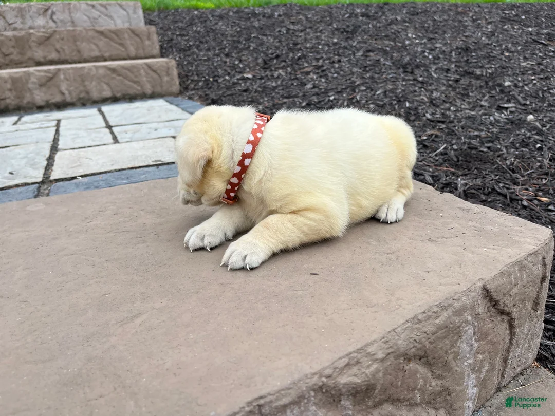 Labrador Retriever dogs for sale: Daisy - Ad 2