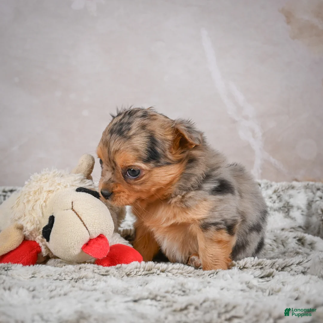 Chihuahua dogs for sale: Hazel - Ad 4