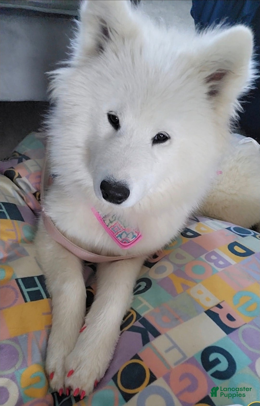 Samoyed dogs for sale: Samoyed Mini - Ad 1