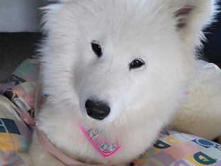 Samoyed dogs Samoyed Mini - Ad 5