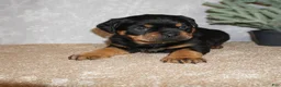 Rottweiler dogs for sale: Rocky - Ad 2