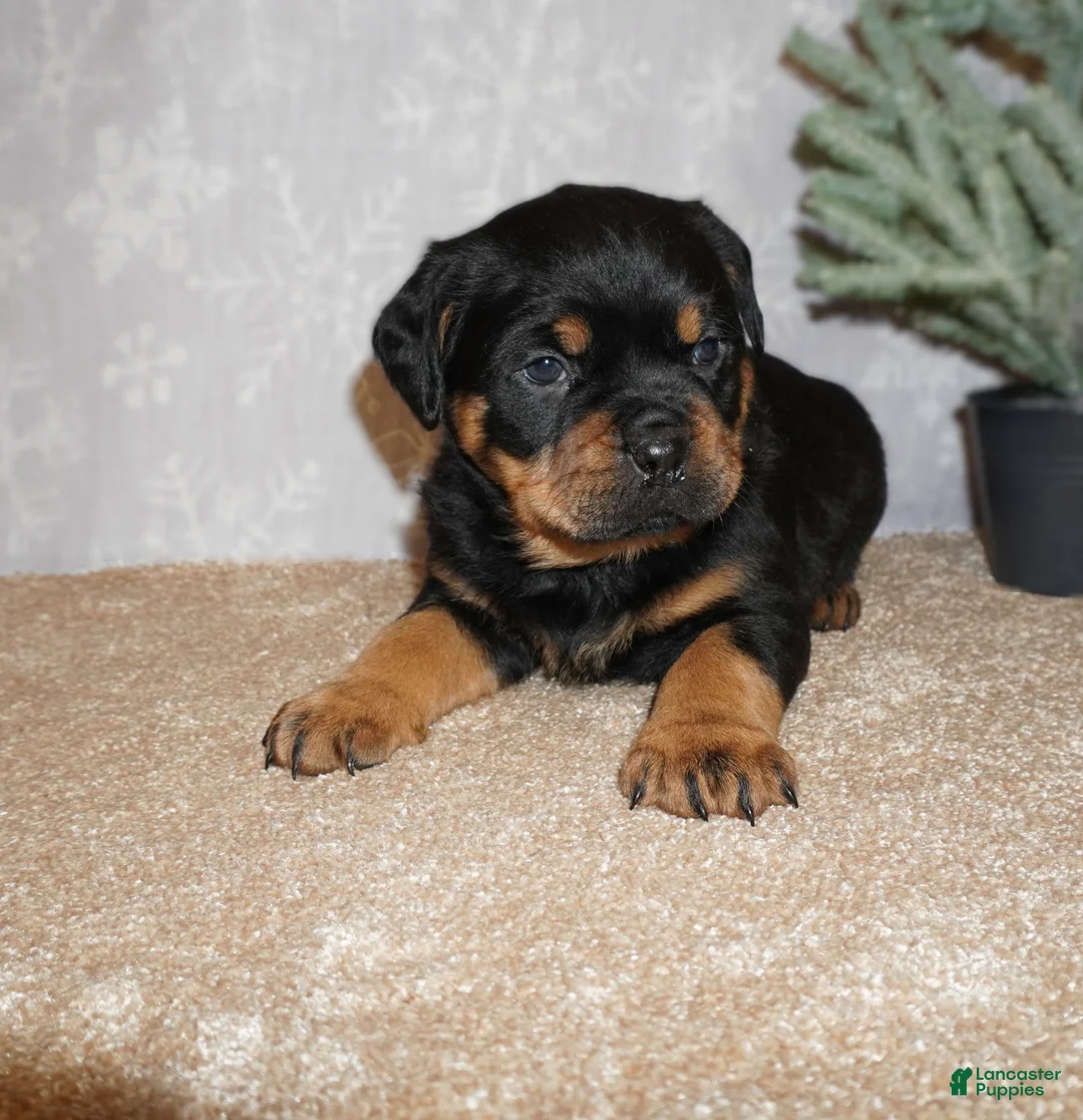 Rottweiler dogs for sale: Rocky - Ad 2