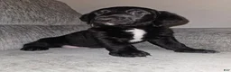 Mixed Breed dogs for sale: Mixed Breed 1 - Ad 4