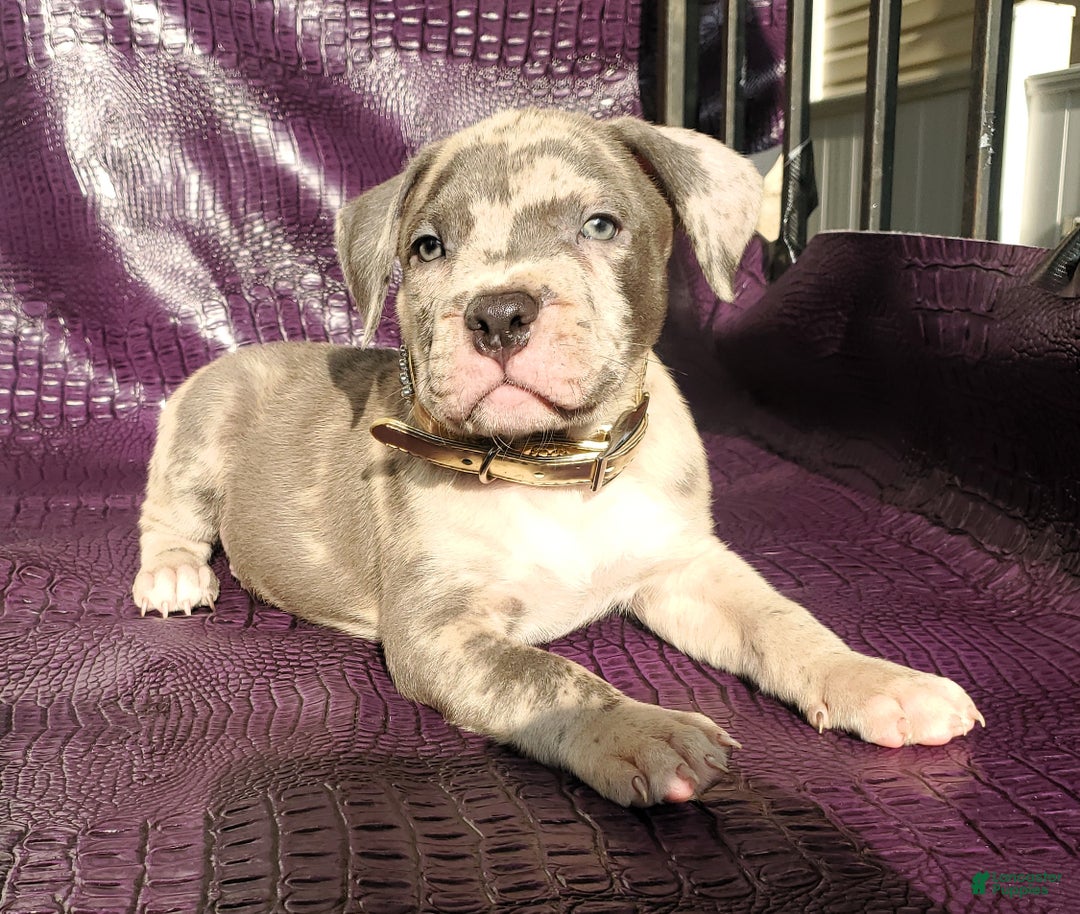 American Bully dogs for sale: American Bully Puppy 1 - Ad 5