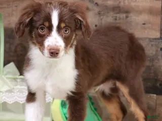 Toy Australian Shepherd dogs Captain a red tri male - Ad 1