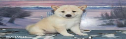 Shiba Inu dogs for sale: Colleen - Ad 5