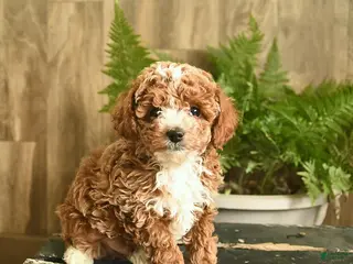 Miniature Poodle dogs for sale: Nacho - Ad 3