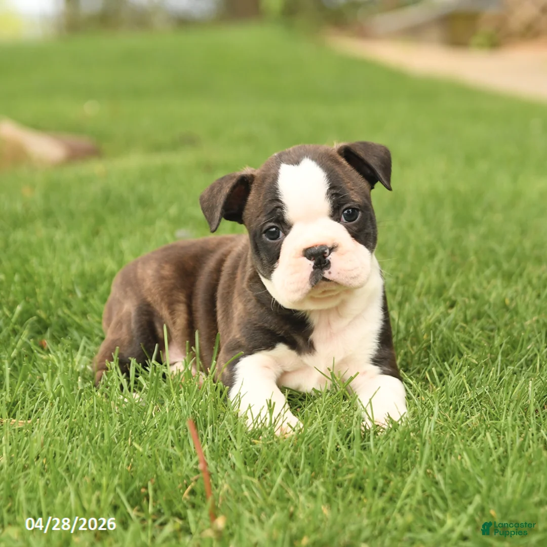 Boston Terrier dogs for sale: Royal - Ad 5