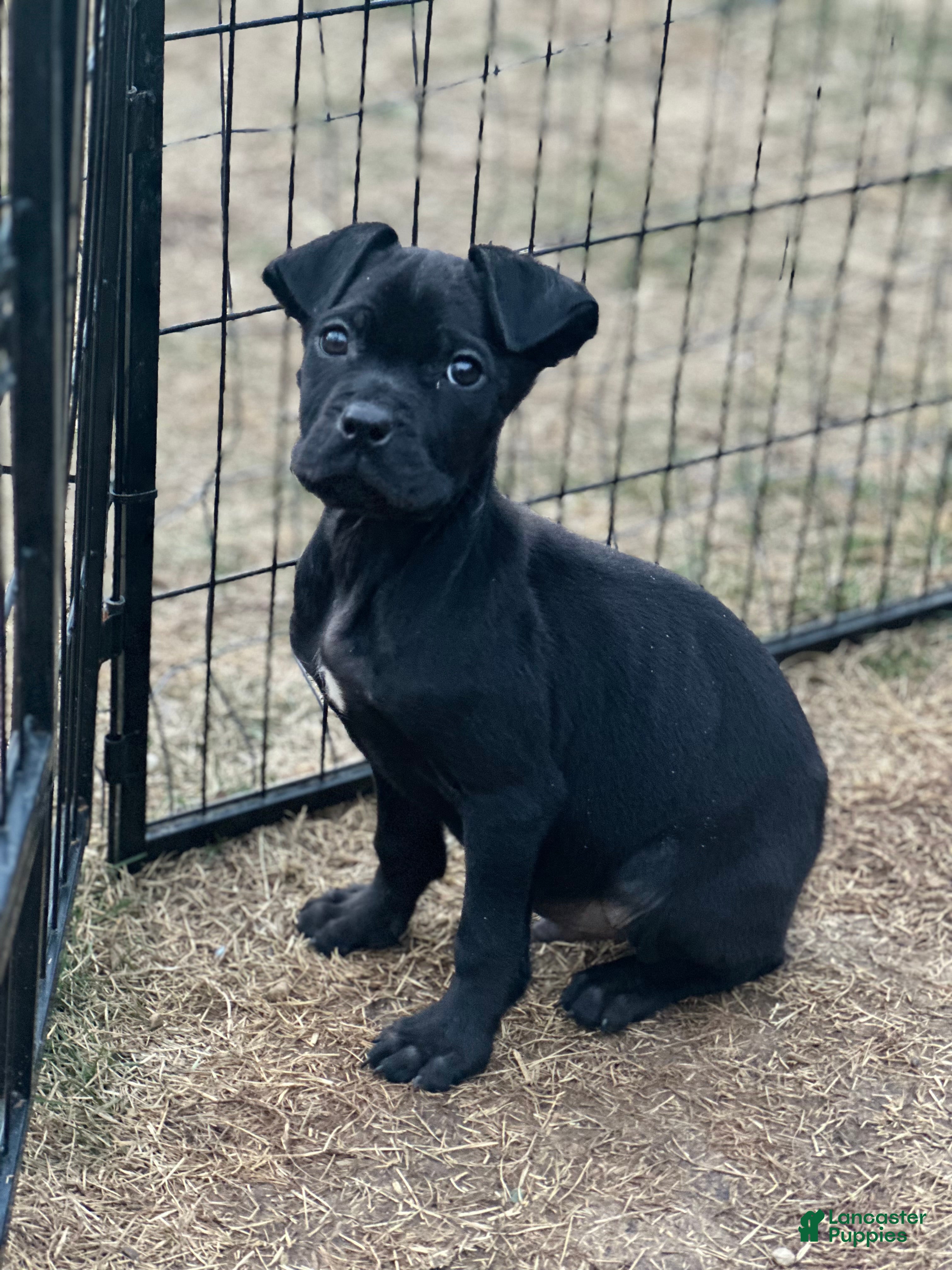 Cane Corso dogs Amir - Ad 41