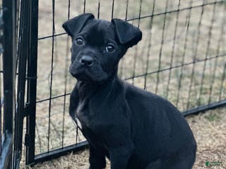 Cane Corso dogs Amir - Ad 41