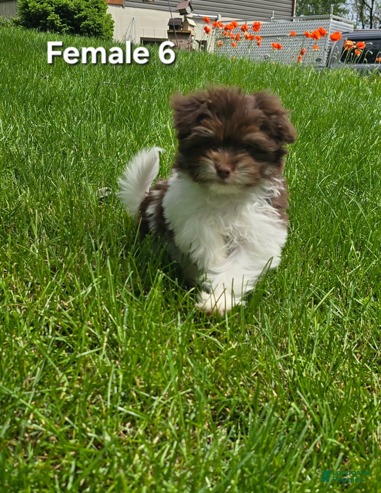 Havanese dogs for sale: Havanese Puppy 6 - Ad 3
