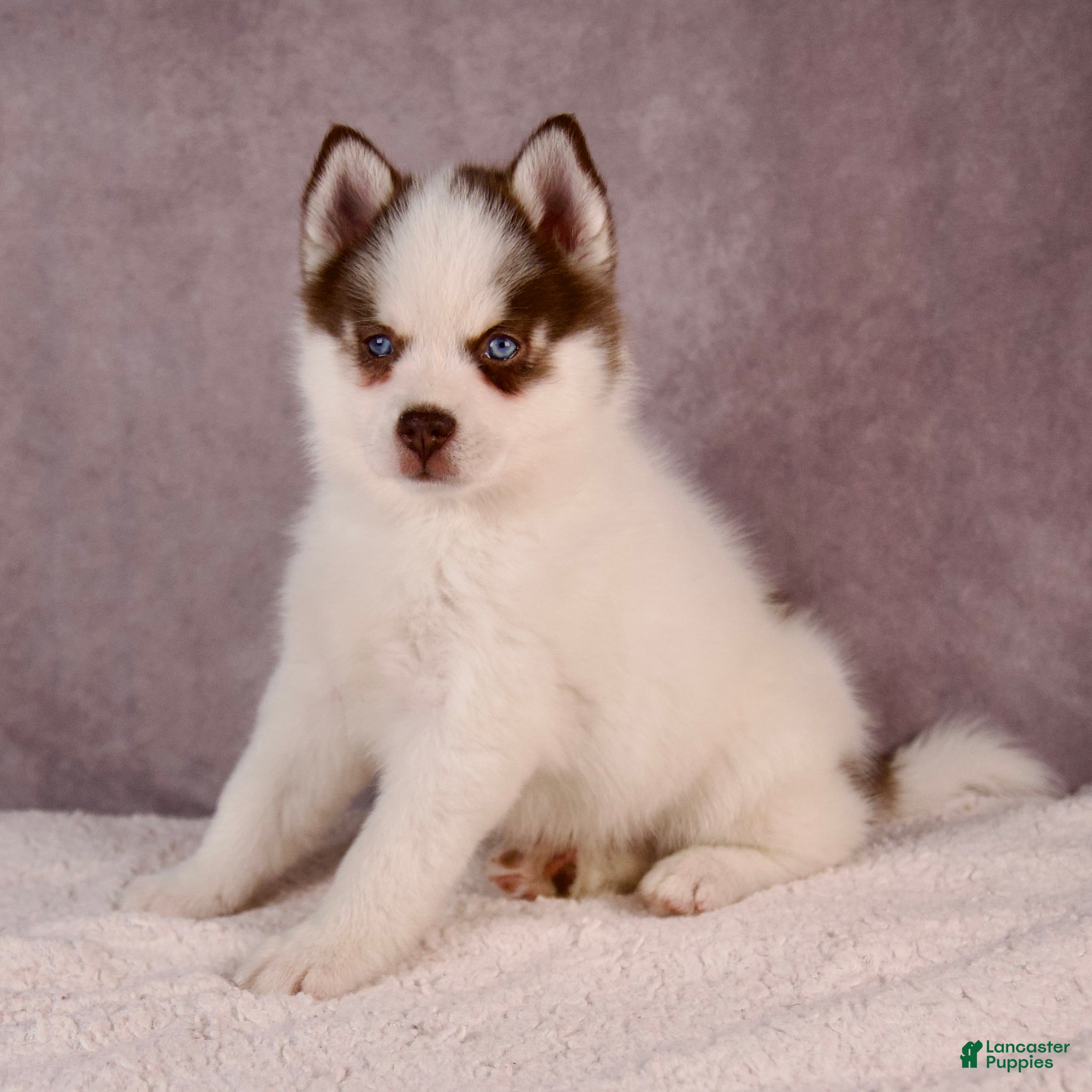 Pomsky Puppies for sale in Ohio Lancaster Puppies