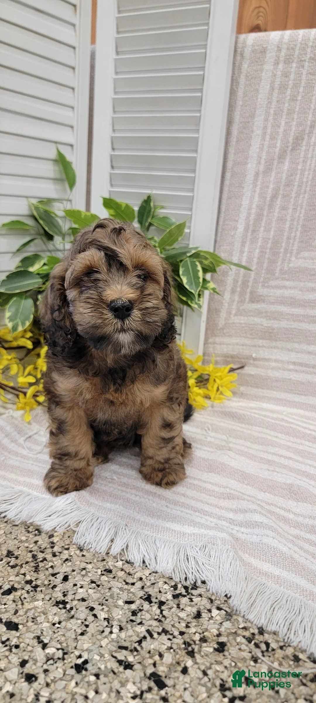 Cockapoo dogs for sale: Mindy - Ad 1