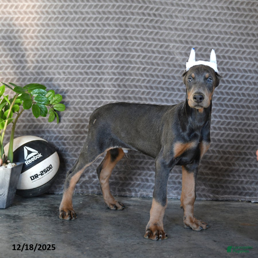 Doberman Pinscher dogs Zodo - Ad 11
