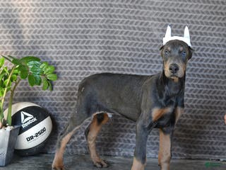 Doberman Pinscher dogs Zodo - Ad 8