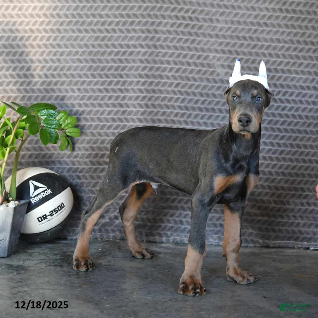 Doberman Pinscher dogs for sale: Zodo - Ad 1