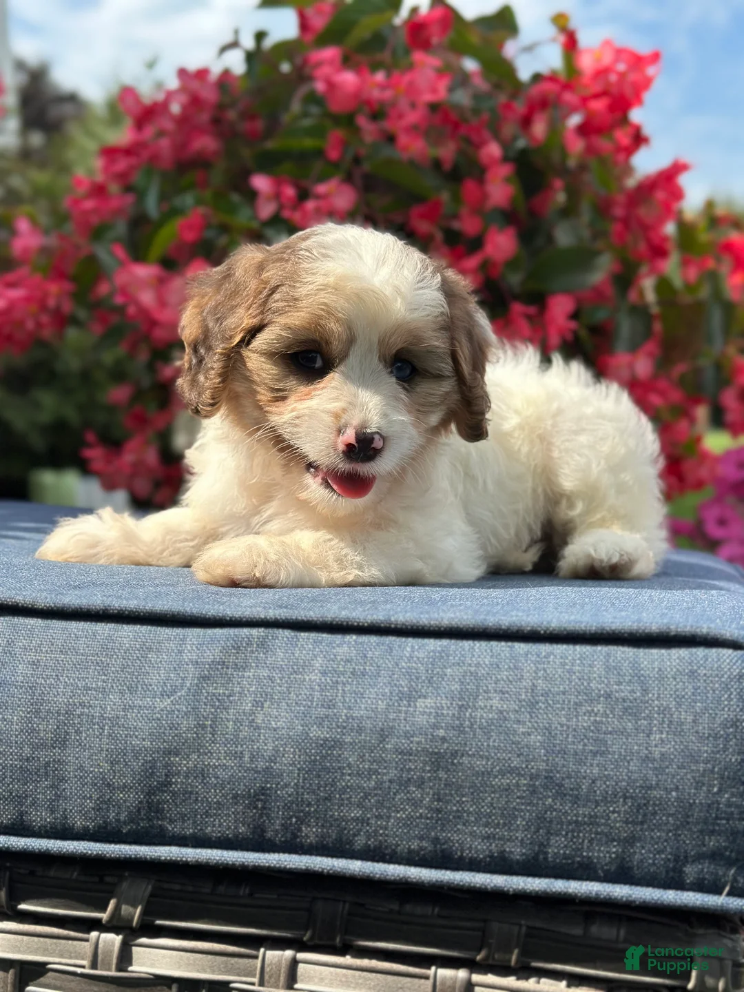 Cavapoo dogs for sale: Finn - Ad 14