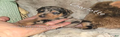 Charlotte black blue merle