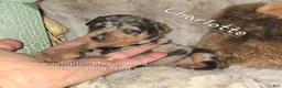 Miniature Pinscher dogs for sale: Charlotte black blue merle - Ad 1
