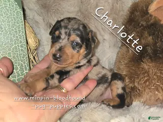 Miniature Pinscher dogs Charlotte black blue merle - Ad 39