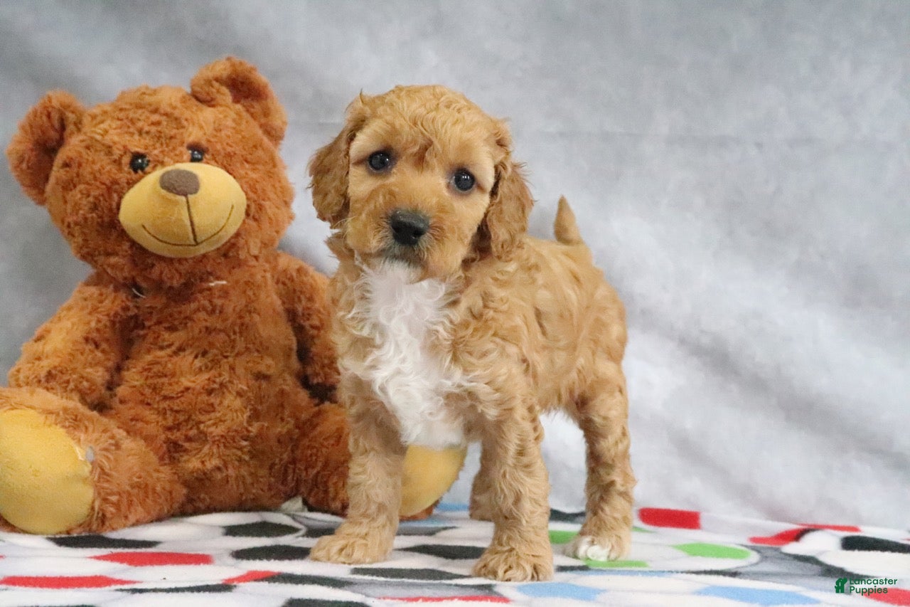 Mini Goldendoodle dogs Adora - Ad 2