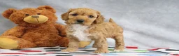 Mini Goldendoodle dogs for sale: Adora - Ad 2