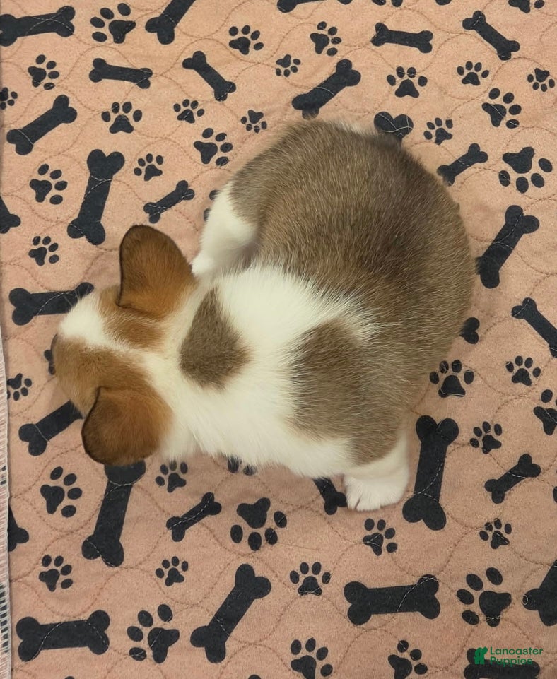 Mixed Breed dogs Female 2 - Ad 2