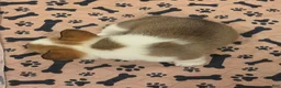 Mixed Breed dogs for sale: Female 2 - Ad 2