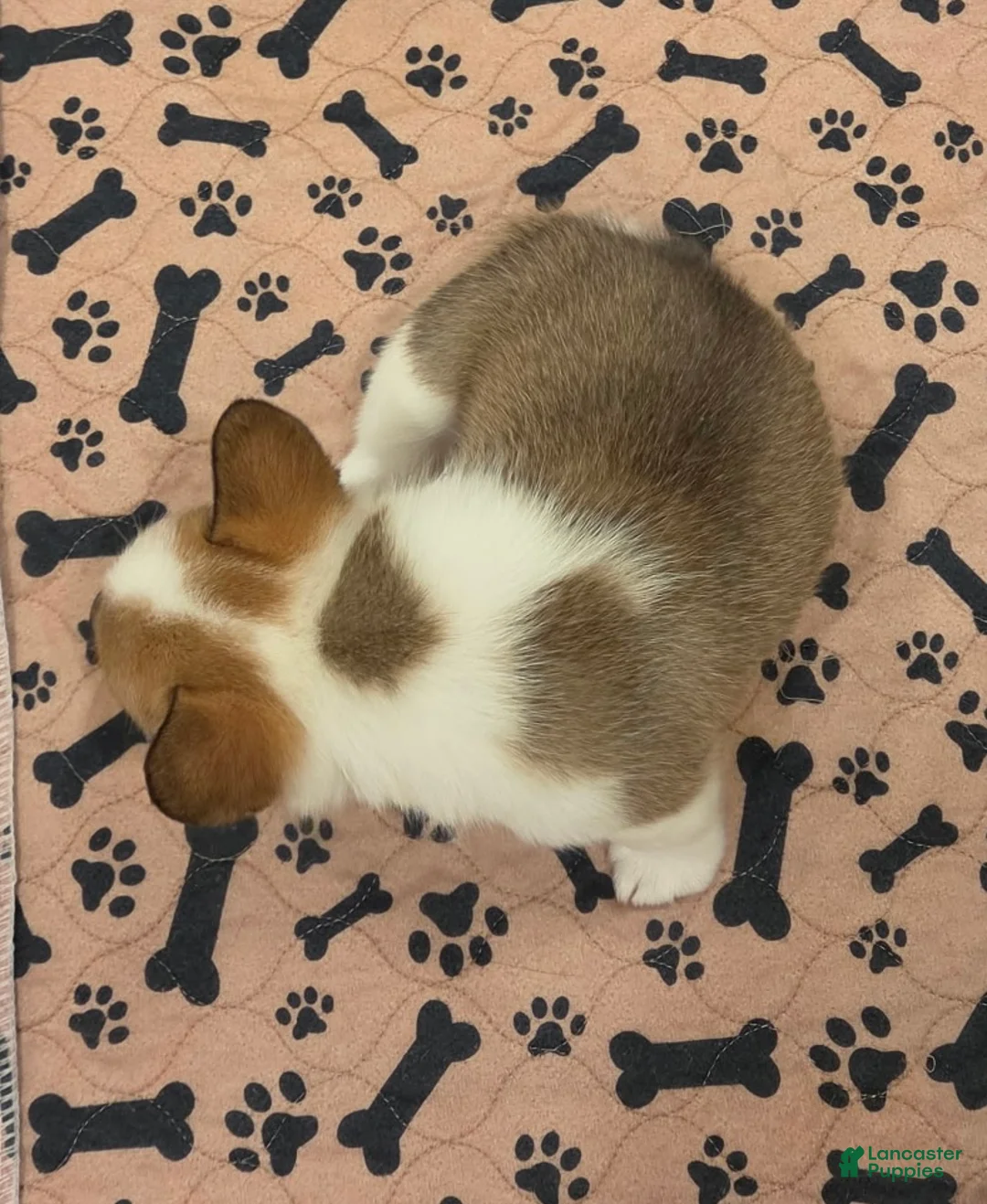 Mixed Breed dogs for sale: Female 2 - Ad 2