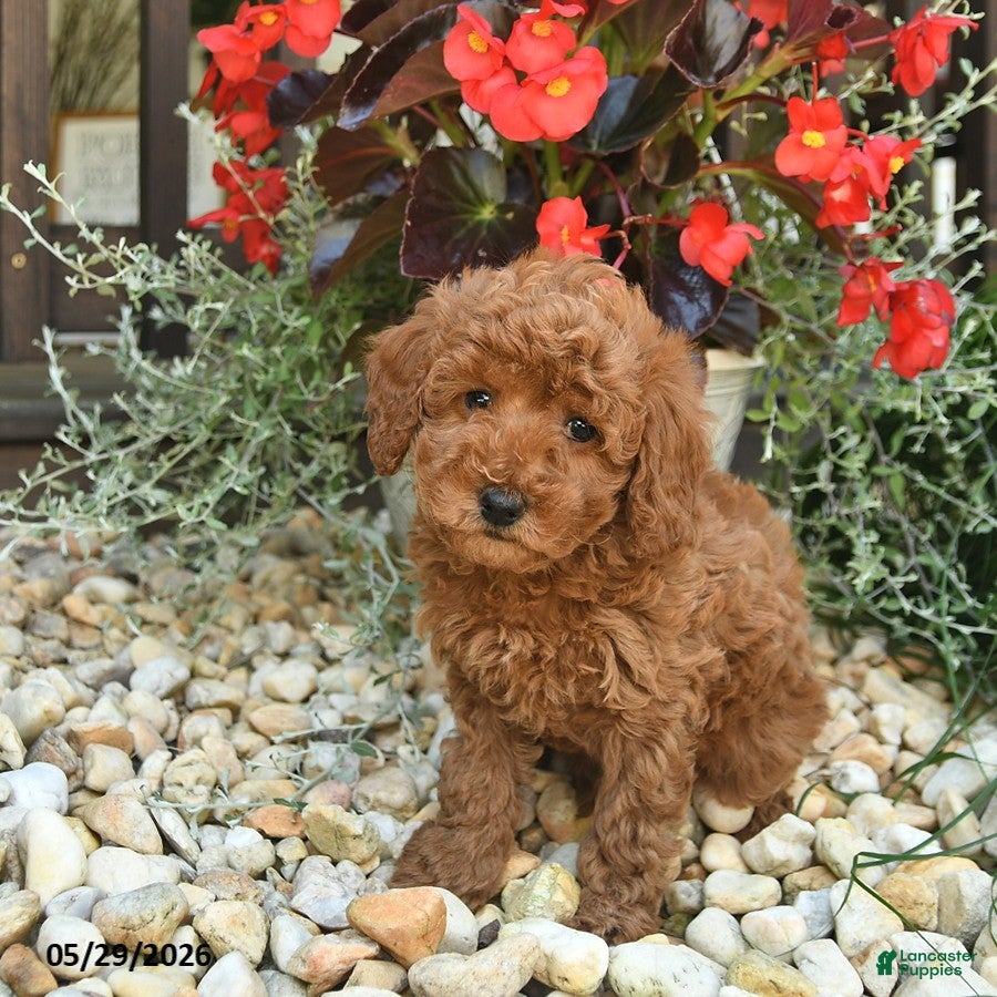 Toy Poodle dogs Jet  - Ad 1