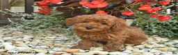 Toy Poodle dogs for sale: Jet  - Ad 1