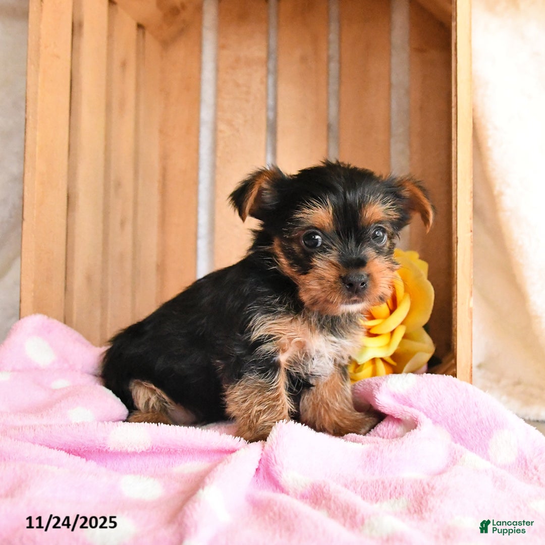 Yorkshire Terrier dogs for sale: Holly - Ad 4