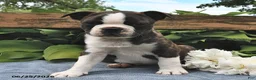 Boston Terrier dogs for sale: Ion - Ad 2