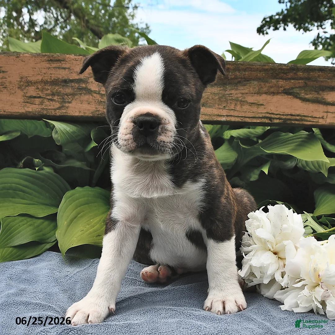 Boston Terrier dogs for sale: Ion - Ad 2