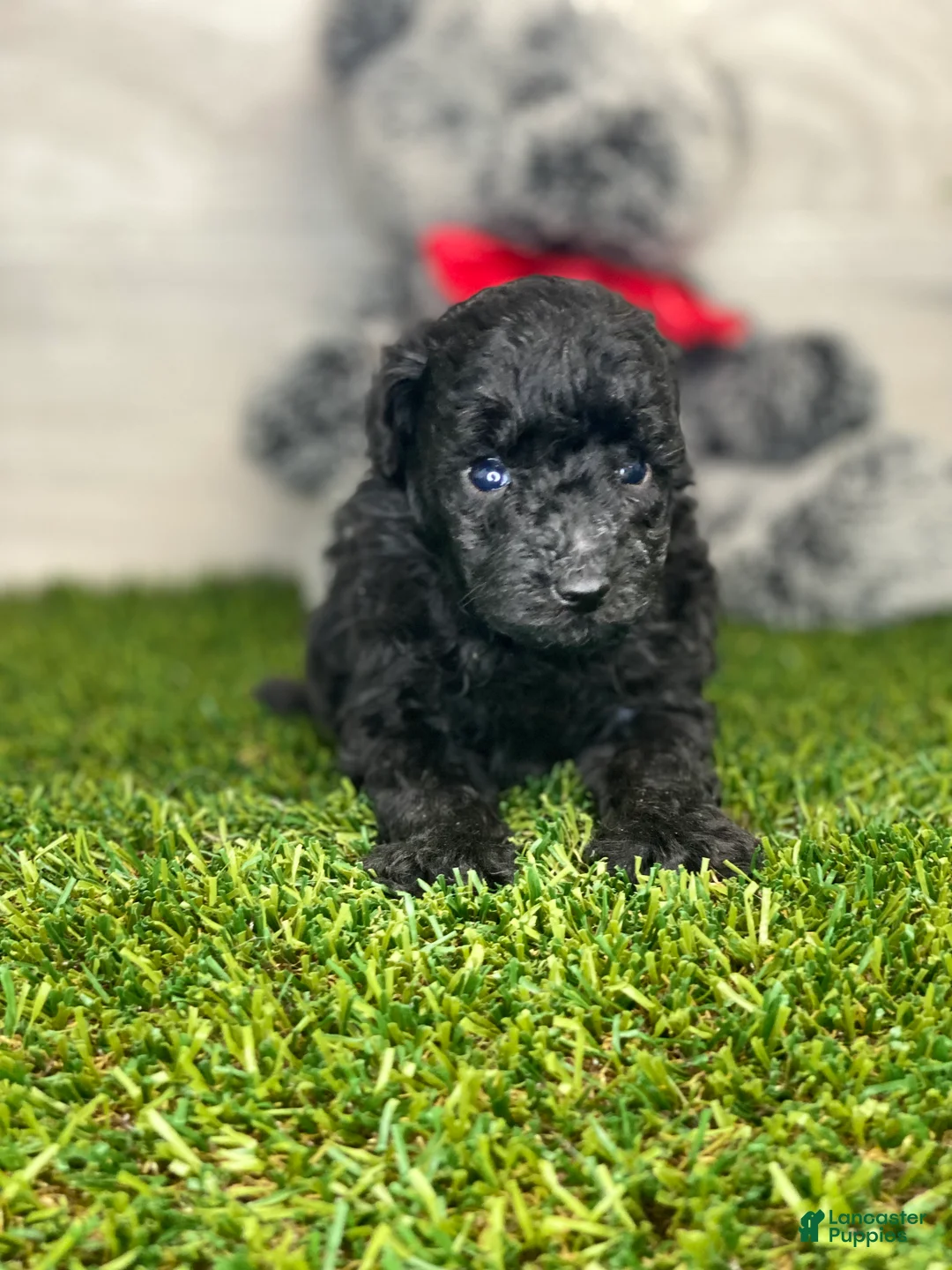 Toy Poodle dogs for sale: MAC - Ad 1