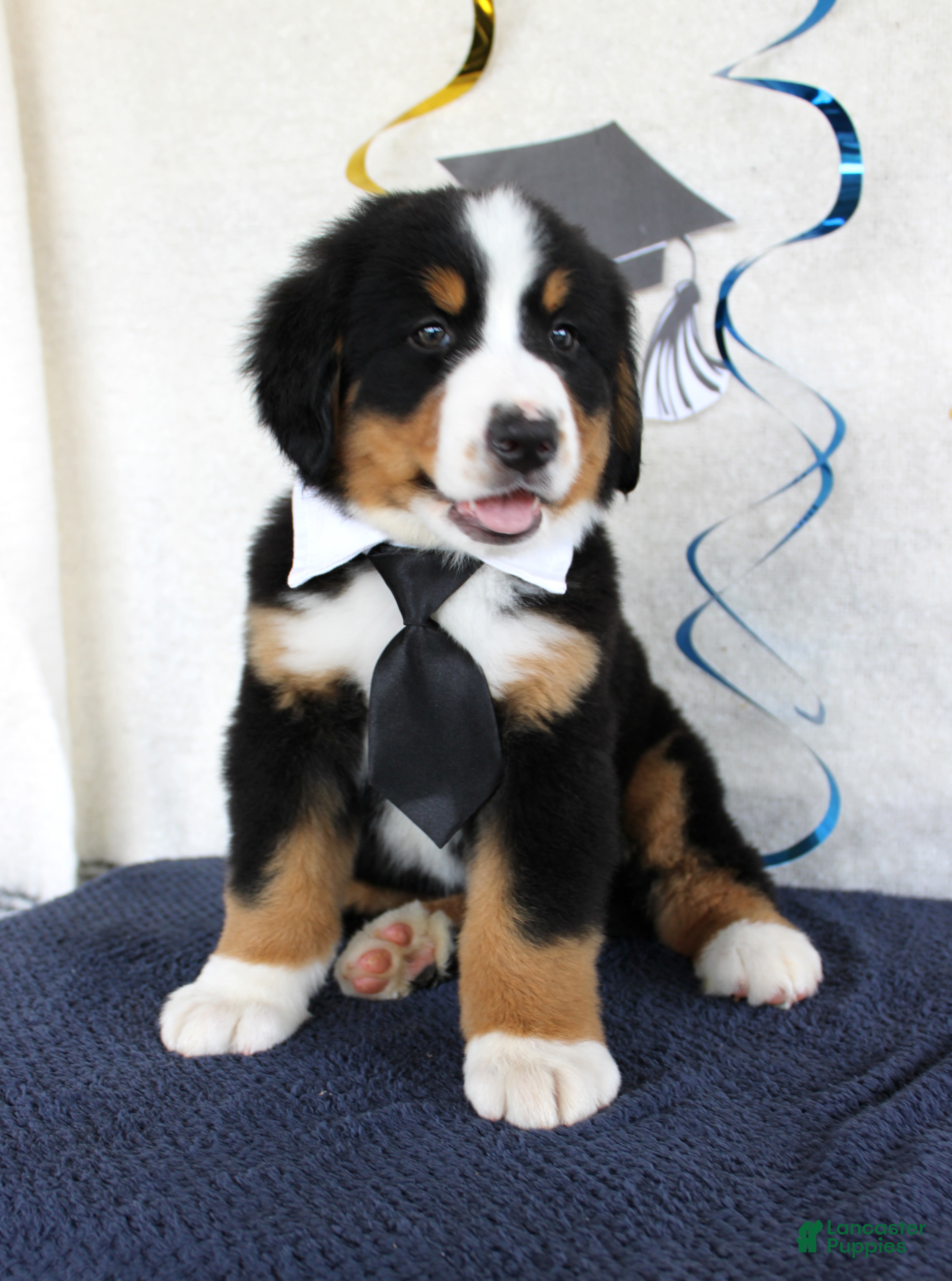 Bernese Mountain Dog dogs Marshall - Ad 36