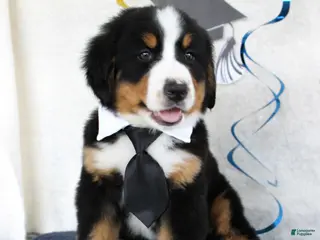 Bernese Mountain Dog dogs Marshall - Ad 36