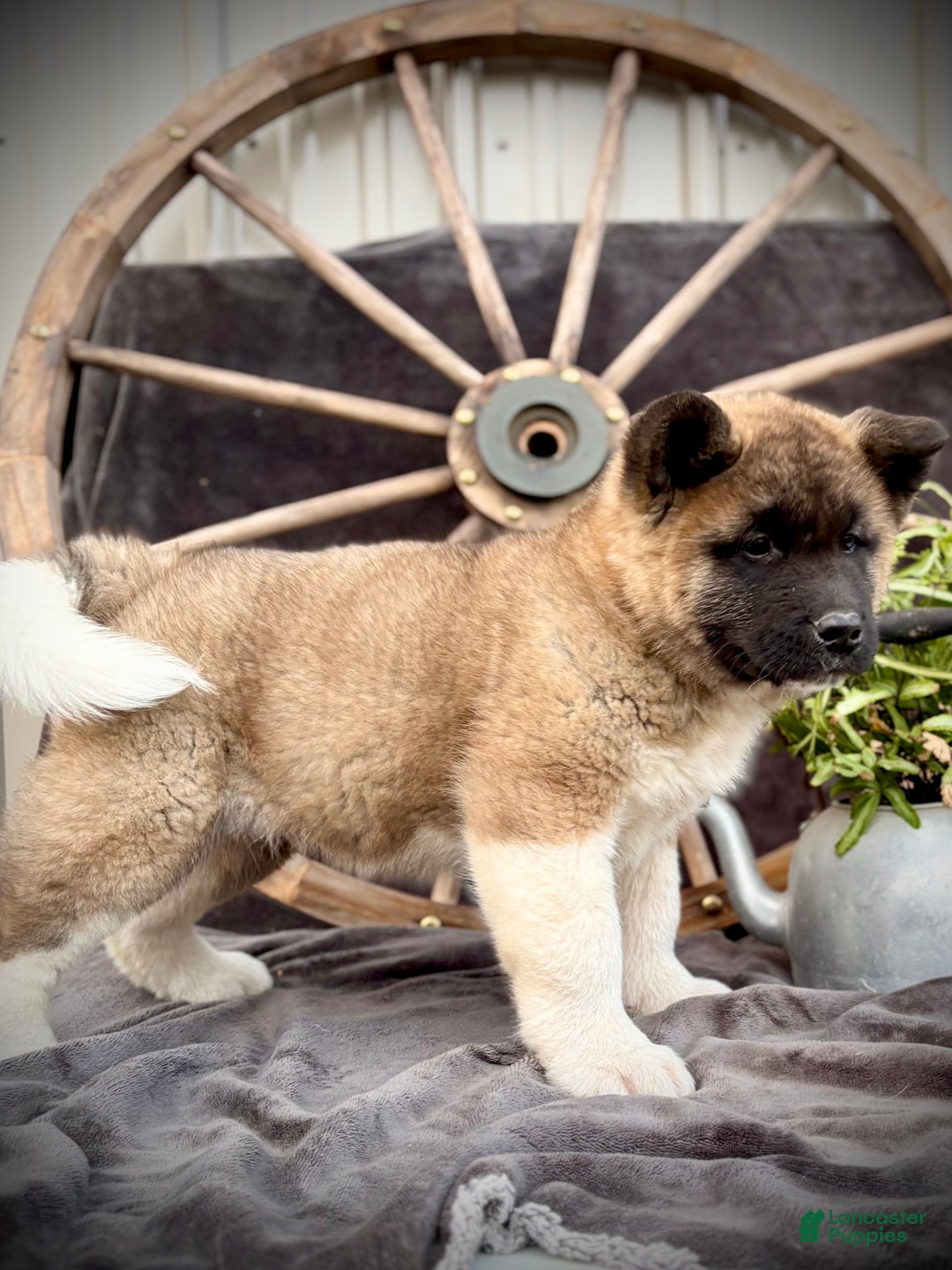 Akita dogs for sale: Fletcher  - Ad 4