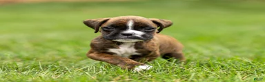 Lester Boxer Puppy 