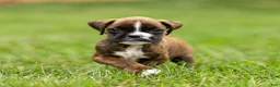 Boxer dogs for sale: Lester Boxer Puppy  - Ad 1