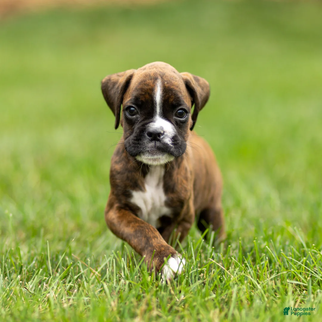 Boxer dogs for sale: Lester Boxer Puppy  - Ad 1