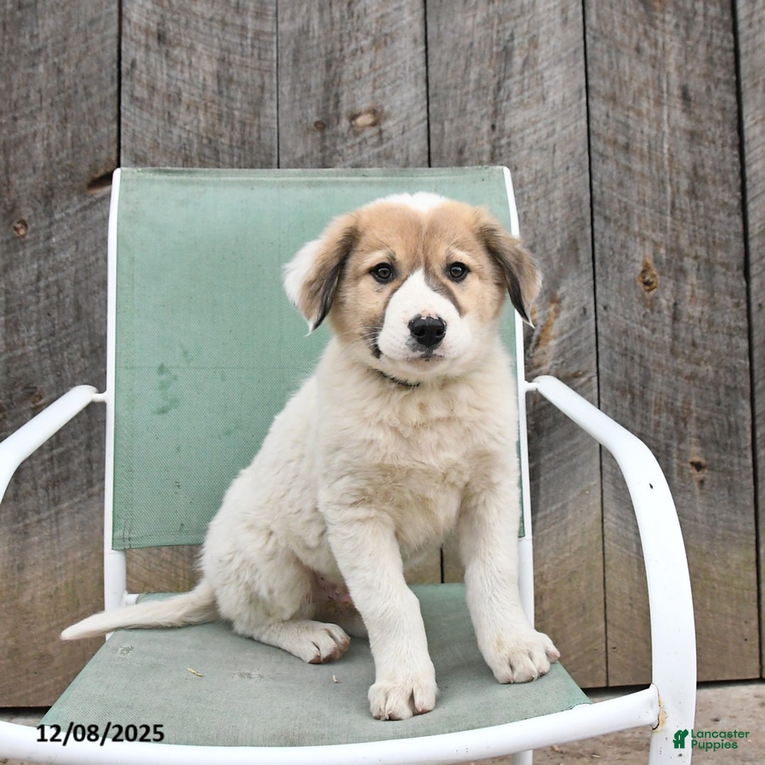 Mixed Breed dogs for sale: Birch - Ad 1